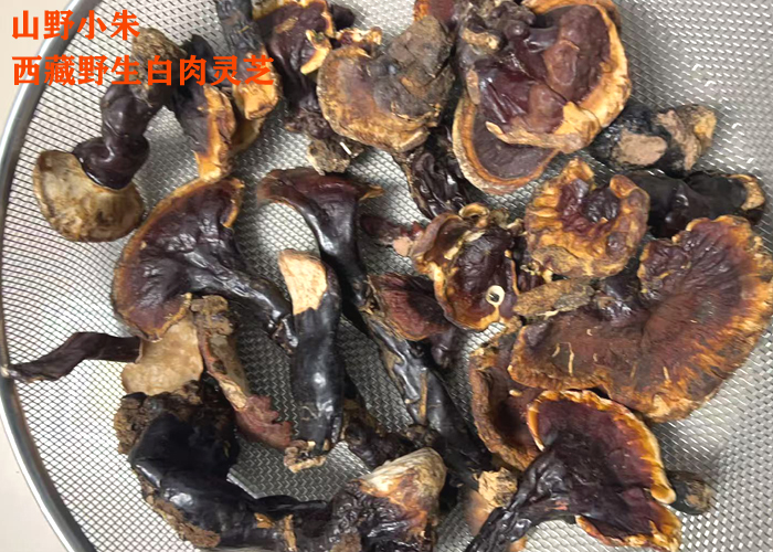 西藏林芝白肉灵芝多少钱一斤