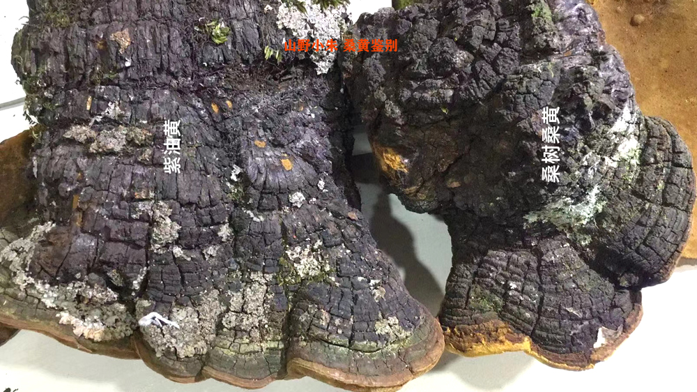 桑黄和紫油黄的区别图片 桑黄和紫油黄的区别图片
