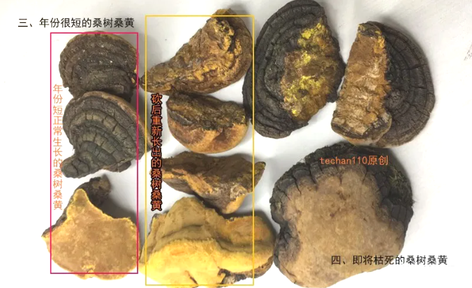 有枯边的桑树桑黄图片 有枯边的桑树桑黄图片