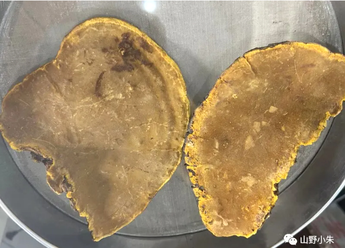 桑树桑黄鉴别真假的方法