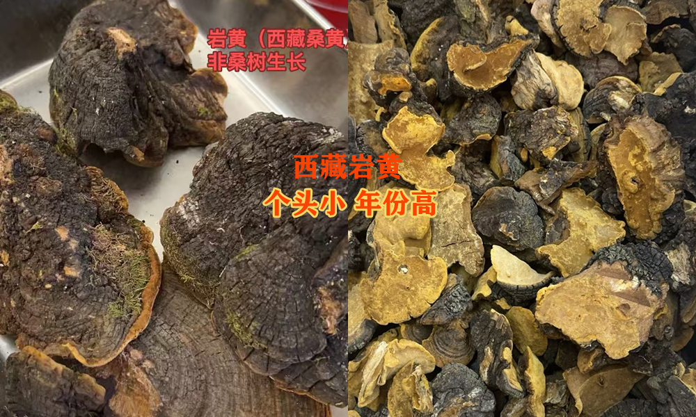 西藏桑黄图片 西藏桑黄图片