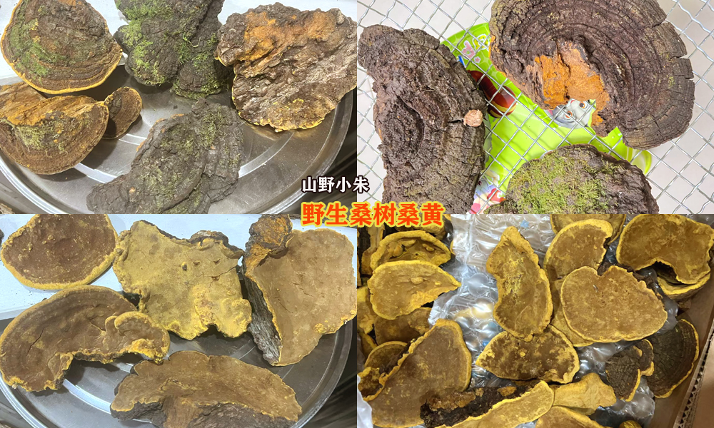 野生桑树桑黄图片 野生桑树桑黄图片