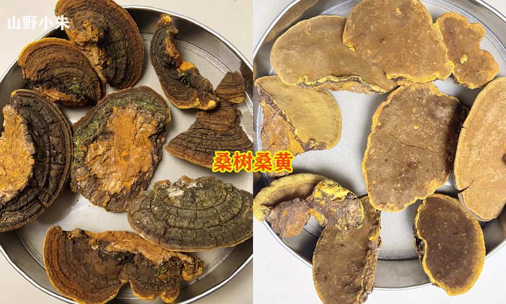 桑树桑黄买大的还是小的