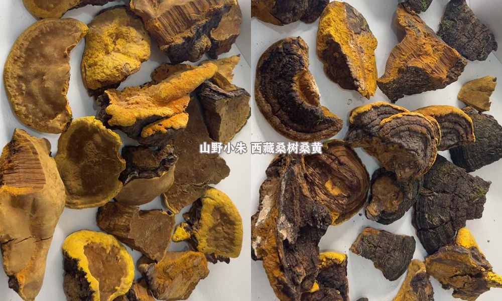 云南桑黄和西藏桑黄哪个好