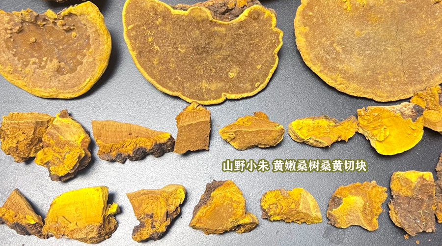 山野小朱桑树桑黄切块怎么来的