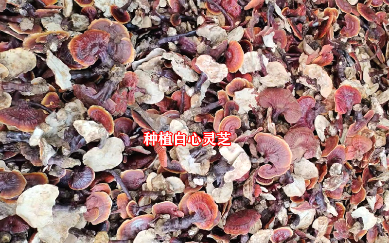 种植白心灵芝图片 种植白心灵芝图片