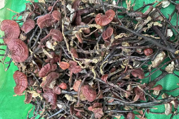 海南野生灵芝王图片2 海南野生灵芝王图片2