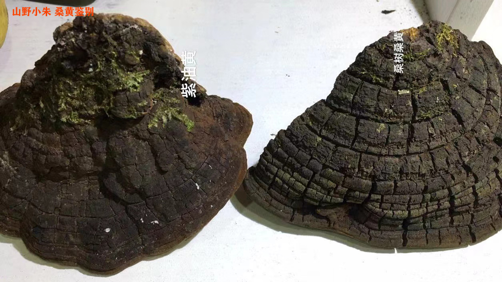 桑树桑黄和紫油黄的区别