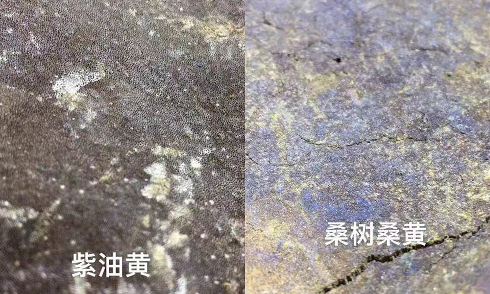 紫油黄和桑树桑黄的菌孔区别 紫油黄和桑树桑黄的菌孔区别