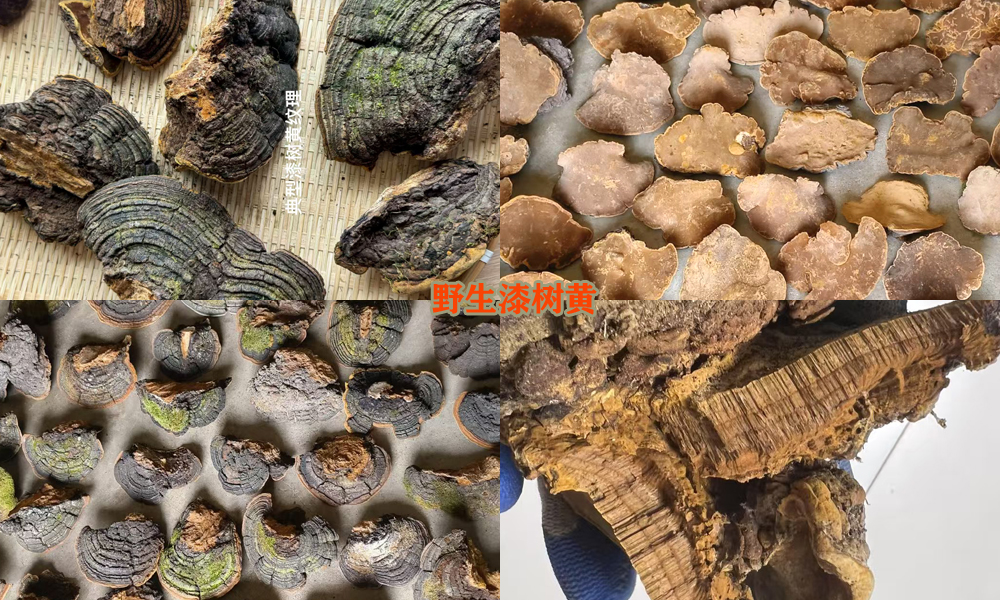 野生漆树黄图片 野生漆树黄图片