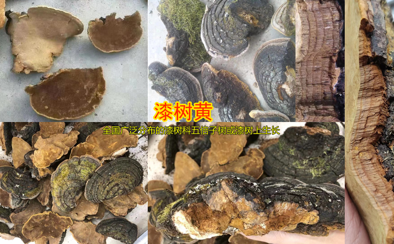 漆树黄图片 漆树黄图片