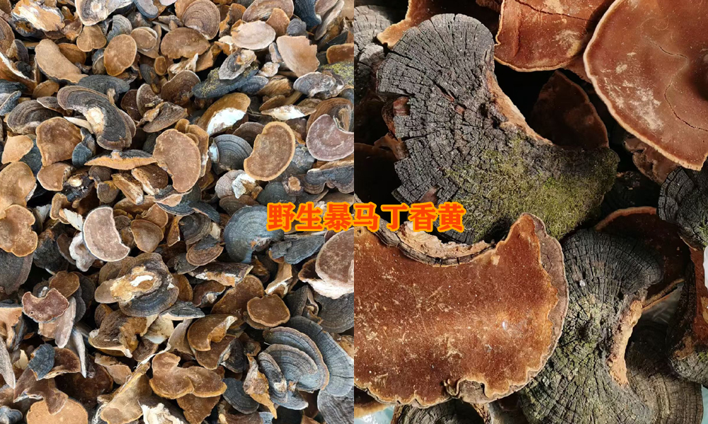 野生暴马桑黄图片 野生暴马桑黄图片