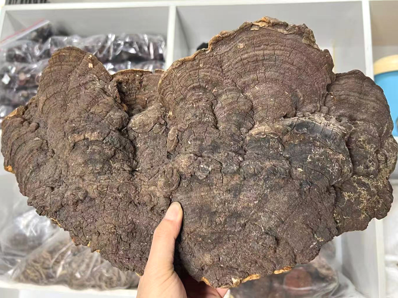 西藏墨脱桑树桑黄图片 西藏墨脱桑树桑黄图片