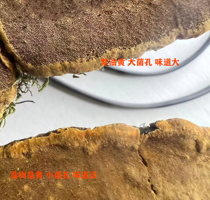 桑树桑黄鉴别图片2 桑树桑黄鉴别图片2