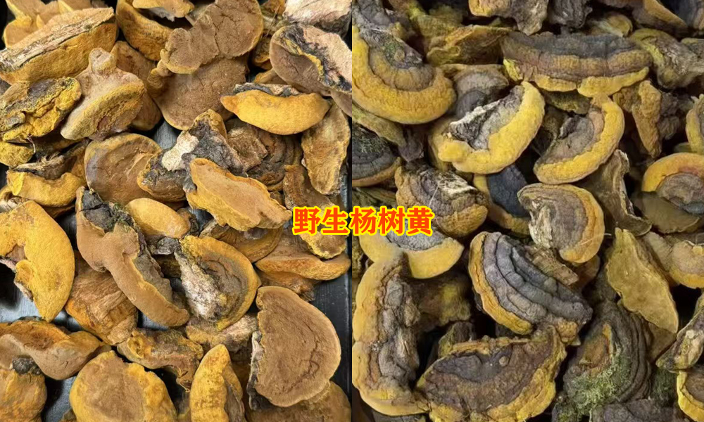 野生杨树黄图片 野生杨树黄图片