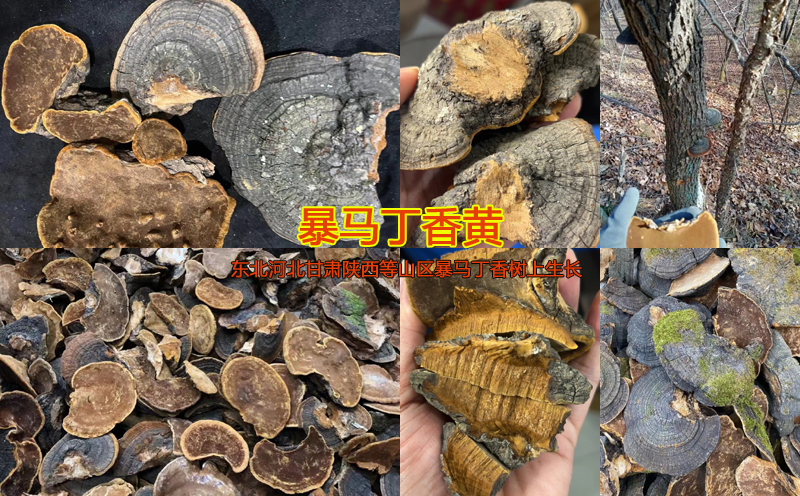 暴马丁黄图片 暴马丁黄图片