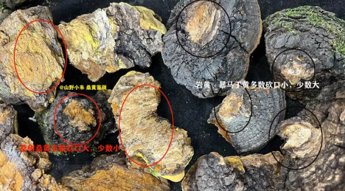 桑黄鉴别图片3 桑黄鉴别图片3