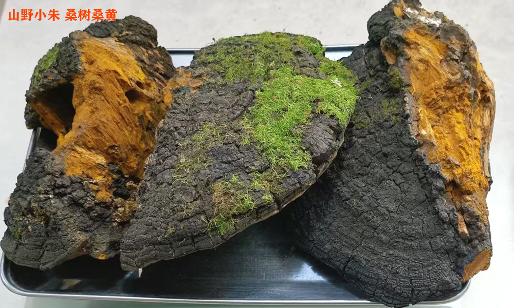 桑树桑黄木质化怎么回事 桑黄像木头有效果吗