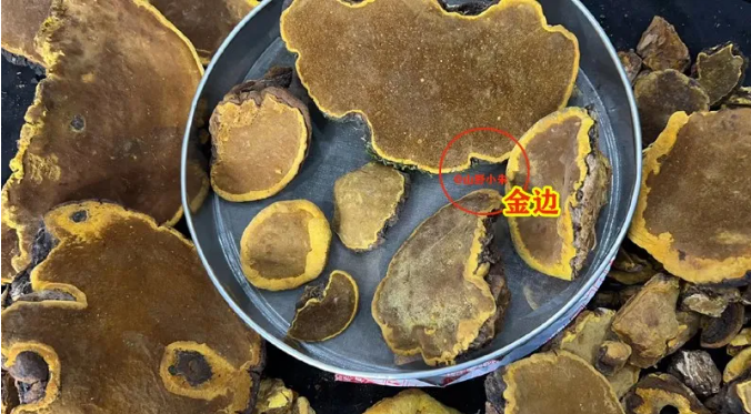 桑黄怎么看真假鉴别方法