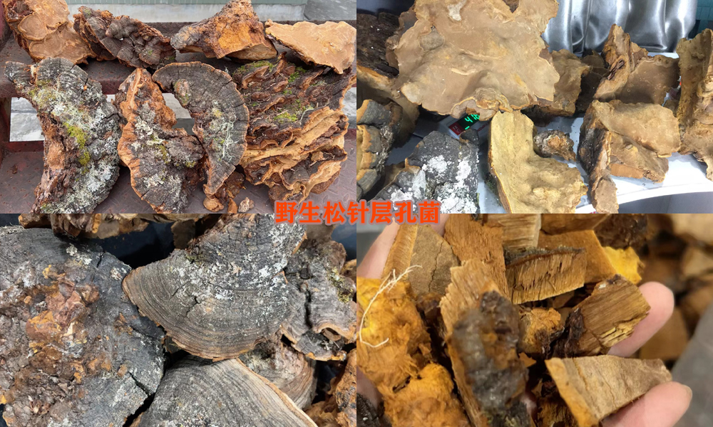 野生松针层孔菌图片 野生松针层孔菌图片
