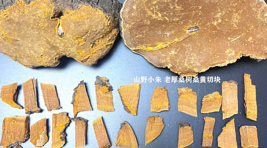 老厚桑树桑黄切块图片