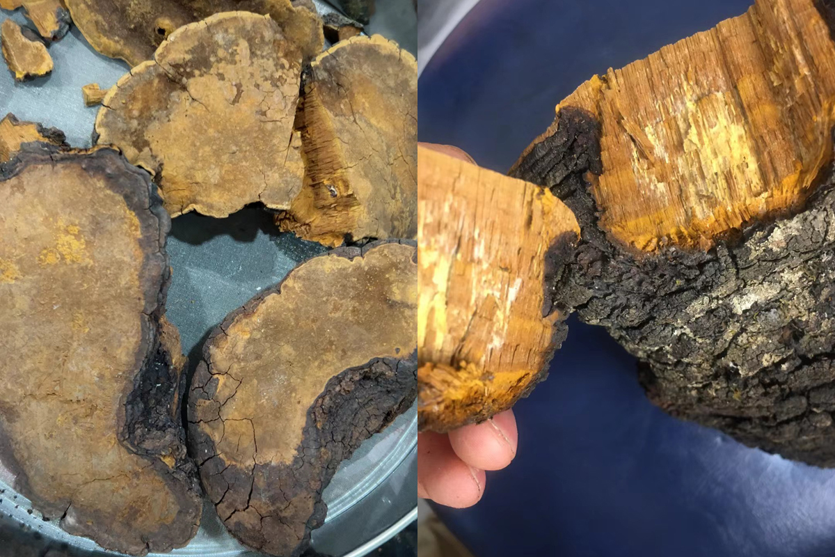 表面是黑的桑黄还能吃吗