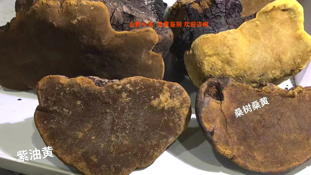 桑树桑黄和紫油黄的黄面区别图片 桑树桑黄和紫油黄的黄面区别图片