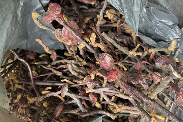 海南野生灵芝王图片