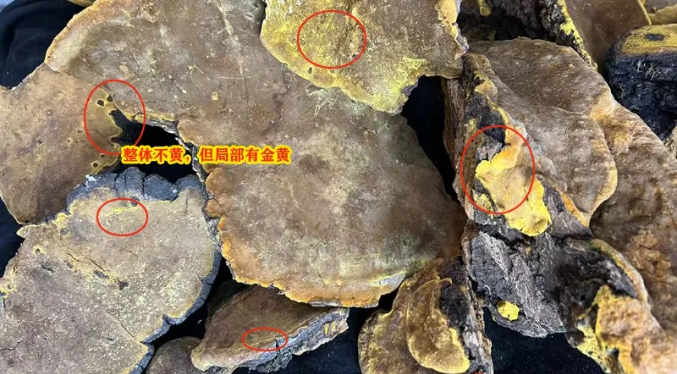 桑黄鉴别图片2 桑黄鉴别图片2