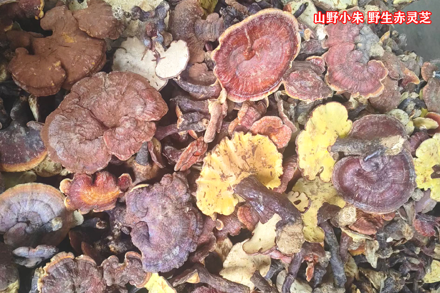 野生赤灵芝多少钱一斤