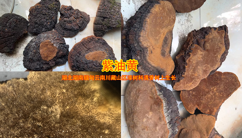 紫油黄图片 紫油黄图片