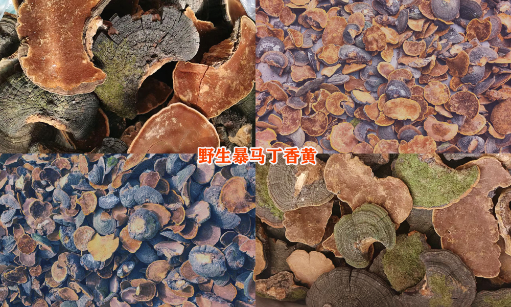 野生暴马丁香黄图片 野生暴马丁香黄图片