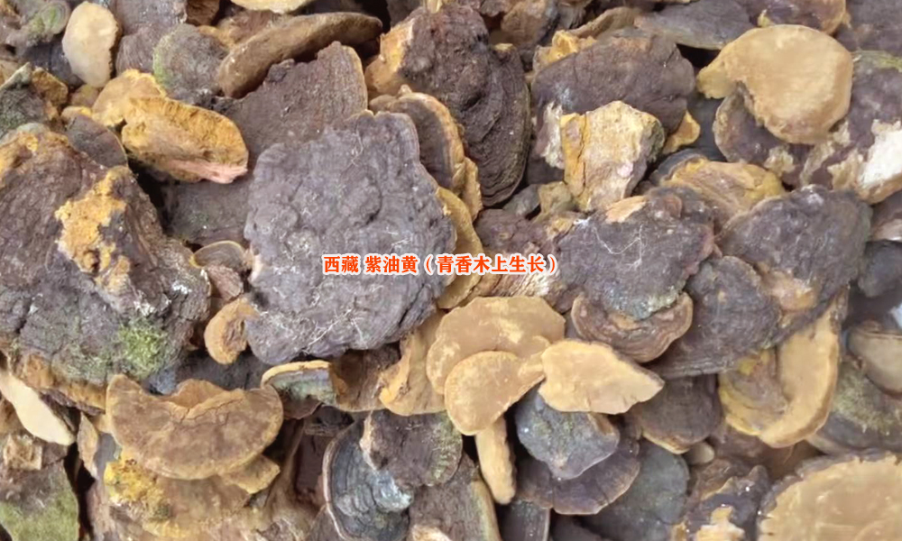 西藏紫油黄图片