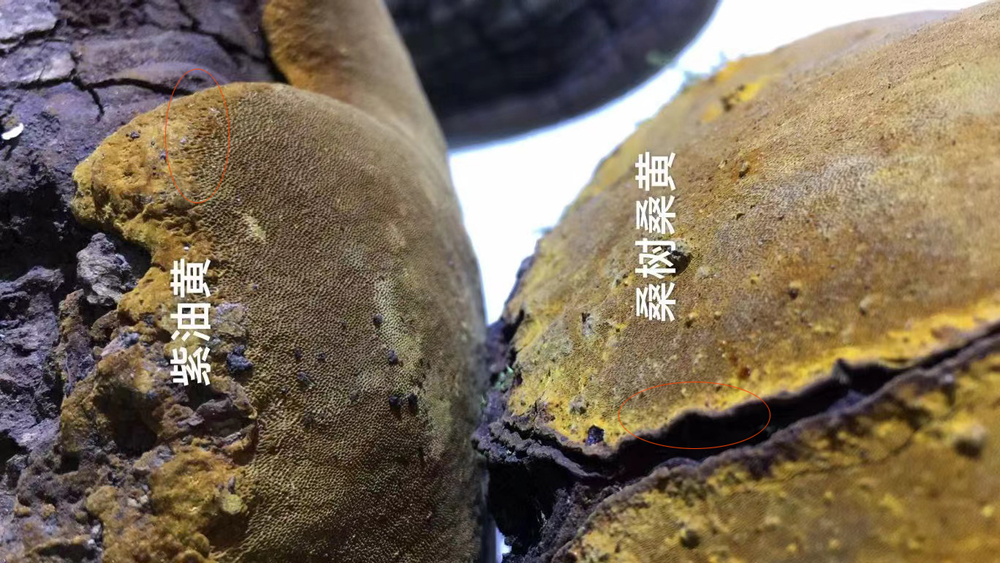 紫油黄和桑树桑黄的区别图片 紫油黄和桑树桑黄的区别图片