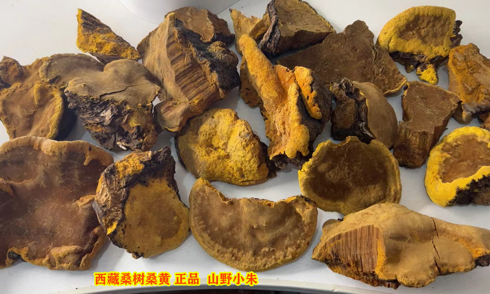 山野小朱西藏桑树桑黄图片