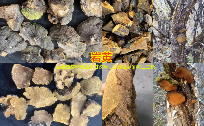 岩黄图片 岩黄图片