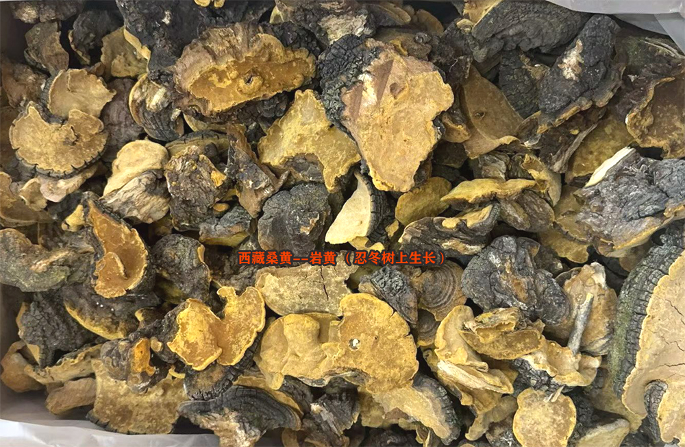 西藏桑黄和西藏桑树桑黄区别（图片）