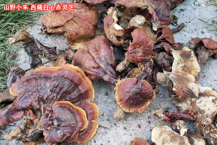 西藏白心赤灵芝图片 西藏白心赤灵芝图片