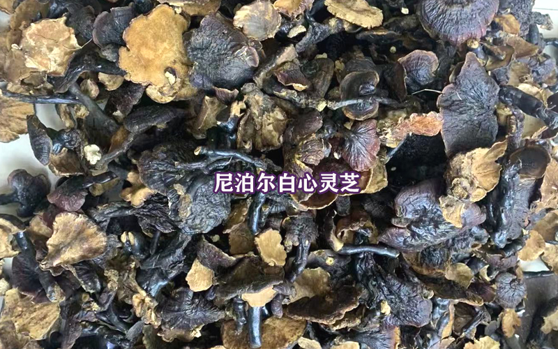 尼泊尔白心灵芝图片 尼泊尔白心灵芝图片