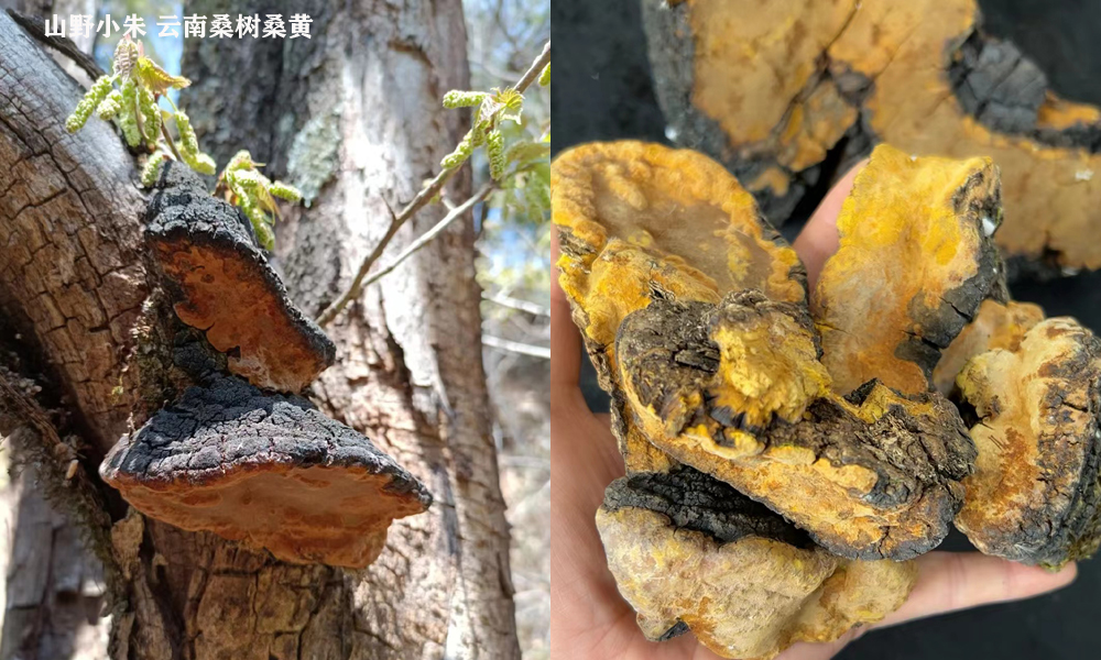 云南桑树桑黄图片 云南桑树桑黄图片