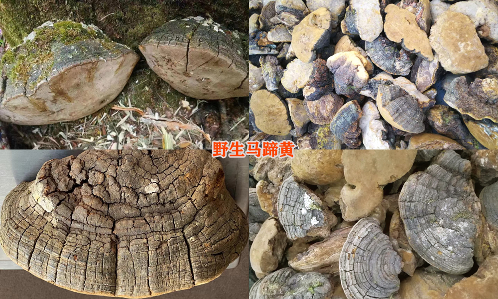 野生马蹄黄图片 野生马蹄黄图片