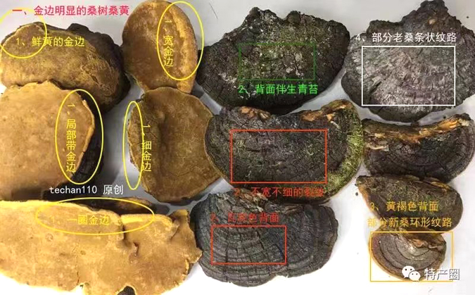 如何鉴别桑树桑黄真假