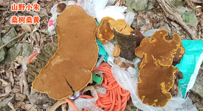 桑黄知识大全