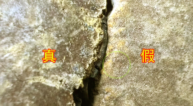 桑黄鉴别6 桑黄鉴别6