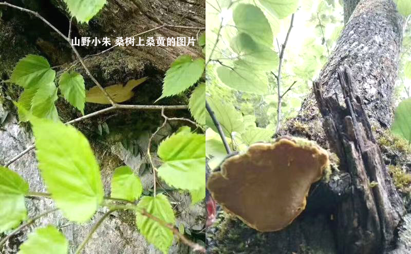 野生桑黄长在什么树上 桑树上的桑黄图片