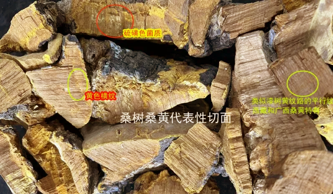 桑黄鉴别5 桑黄鉴别5