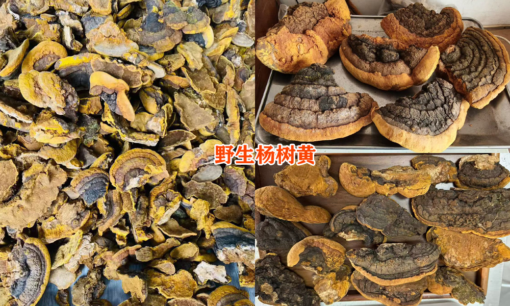 桑黄真假图片大全