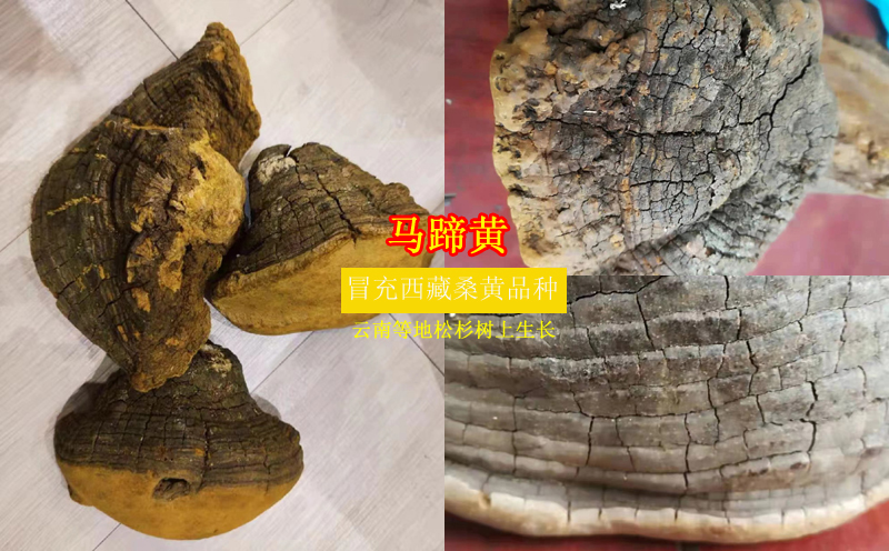 马蹄黄图片 马蹄黄图片