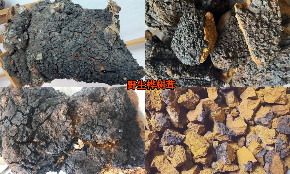 野生桦树茸图片 野生桦树茸图片