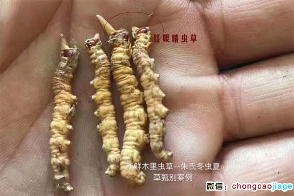 木里虫草图片